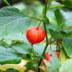 Amour en cage - physalis franchetii pot de 2l / 3l Amour en cage - physalis franchetii pot de 2l / 3l