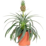 Bloomique - ananas mi amigo - plante ananas - plante anti - ronflement - plante d'intérieur - sans danger ... Bloomique - ananas mi amigo - plante ananas - plante anti - ronflement - plante d'intérieur - sans danger ...