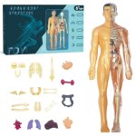 Mod�le d'anatomie du corps humain en 3d (semi - transparent et enti�rement transparent) pour enfants ...