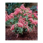 Le jardin du pic vert - andromède du japon 'passion' pot de 6l / 7l Le jardin du pic vert - andromède du japon 'passion' pot de 6l / 7l