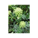 Ang�lique pachycarpa godet de 8 / 9 cm