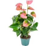 Anthurium - plante flamant rose - rose - plante d'intérieur - dépolluante - 30 - 40 cm de haut - pot ... Anthurium - plante flamant rose - rose - plante d'intérieur - dépolluante - 30 - 40 cm de haut - pot ...