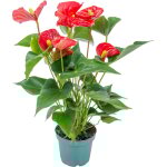 Anthurium - plante flamant rose - rouge - plante d'intérieur - dépolluante - 30 - 40 cm de haut - pot ... Anthurium - plante flamant rose - rouge - plante d'intérieur - dépolluante - 30 - 40 cm de haut - pot ...