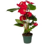 Anthurium red en pot �12cm hauteur 40cm. plante verte type anthurium red, livr�e en pot, id�ale pour ...