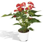 Anthurium red en pot �17cm hauteur 55cm. plante verte type anthurium red, livr�e en pot, id�ale pour ...