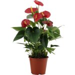 Anthurium 'success red' en manche transparente? comfortxl green