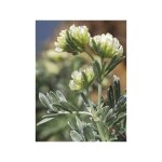 Anthyllide barbe de jupiter, arbuste d'argent pot de 4l / 5l