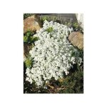 Arabette du caucase 'snow cap' godet de 8 / 9 cm