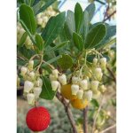Le jardin du pic vert - arbousier, arbre  fraises 'atlantic' godet de 8 / 9 cm
