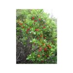 Arbousier, arbre  fraises 'atlantic' pot de 4l / 5l, buisson