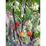 Arbousier, arbre  fraises 'compacta' pot de 7, 5l / 10l