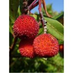 Le jardin du pic vert - arbousier, arbre  fraises pot de 18l / 20l