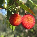 Arbousier, arbre aux fraises / pot de 3, 5l