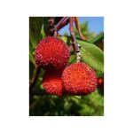 Le jardin du pic vert - arbousier, arbre  fraises pot de 6l / 7l