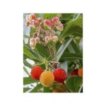 Arbousier, arbre  fraises 'roselily ' pot de 3l / 4l
