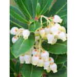 Arbousier, arbre  fraises 'rubra' pot de 7, 5l / 10l