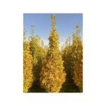 Le jardin du pic vert - arbre aux 40 cus 'eiffel' pot de 30l / 35l