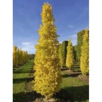 Le jardin du pic vert - arbre aux 40 �cus 'fastigiata blagon' pot de 1, 5l / 2l