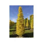 Le jardin du pic vert - arbre aux 40 cus 'fastigiata blagon' pot de 7, 5l / 10l