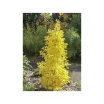 Le jardin du pic vert - arbre aux 40 �cus 'menhir' pot de 4l / 5l