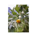 Arbre chou pot de 4l / 5l