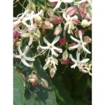 Arbre du clerg�, cl�rodendron pot de 3l / 4l