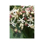 Arbre du clerg, clrodendron pot de 7, 5l / 10l
