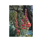 Arbre corail pot de 2l / 3l