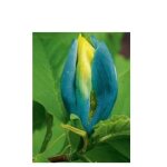 Arbre  cornichons, magnolia acumin 'blue opal' pot de 7, 5l / 10l