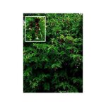 Le jardin du pic vert - arbre aux faisans godet de 8 / 9 cm