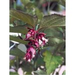 Arbre aux faisans 'purple rain' pot de 2l / 3l