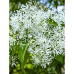 Arbre de franges pot de 3l / 4l