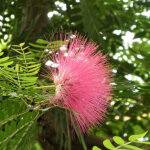 Arbre aux houpettes dixie pink / pot de 3, 5l