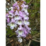 Arbre imp�rial pot de 2l / 3l