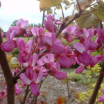 Arbre de jud�e - cercis siliquastrum - 40 - 50 cm pot
