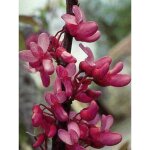 Arbre de jude pot de 7, 5l / 10l