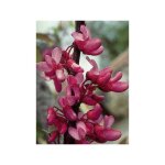 Le jardin du pic vert - arbre de jude pot de 7, 5l / 10l