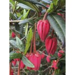 Arbre aux lanternes pot de 4l / 5l