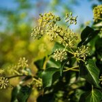 Arbre � miel (tetradium daniellii)