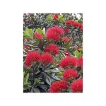 Arbre de nol de nouvelle - zlande excelsa pot de 3l / 4l