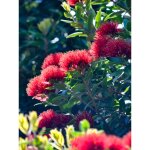 Arbre de nol de nouvelle - zlande 'mistral' pot de 4l / 5l