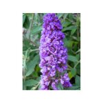 Le jardin du pic vert - arbre aux papillons 'blue chip' pot de 2l / 3l