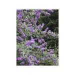Arbre aux papillons  feuilles alternes 'unique' pot de 3l / 4l