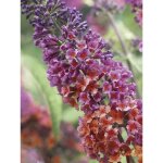 Arbre aux papillons 'flower power bicolor' pot de 2l / 3l