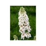 Le jardin du pic vert - arbre aux papillons 'marbled white' pot de 2l / 3l