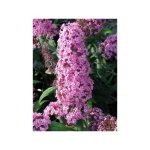 Arbre aux papillons 'pink delight' godet de 8 / 9 cm