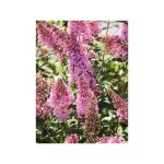 Arbre aux papillons 'pink panther' pot de 2l / 3l