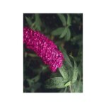 Le jardin du pic vert - arbre aux papillons 'royal red' pot de 7, 5l / 10l