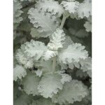 Arbre aux papillons 'silver service' pot de 3l / 4l