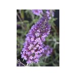 Arbre aux papillons 'sophie' pot de 2l / 3l